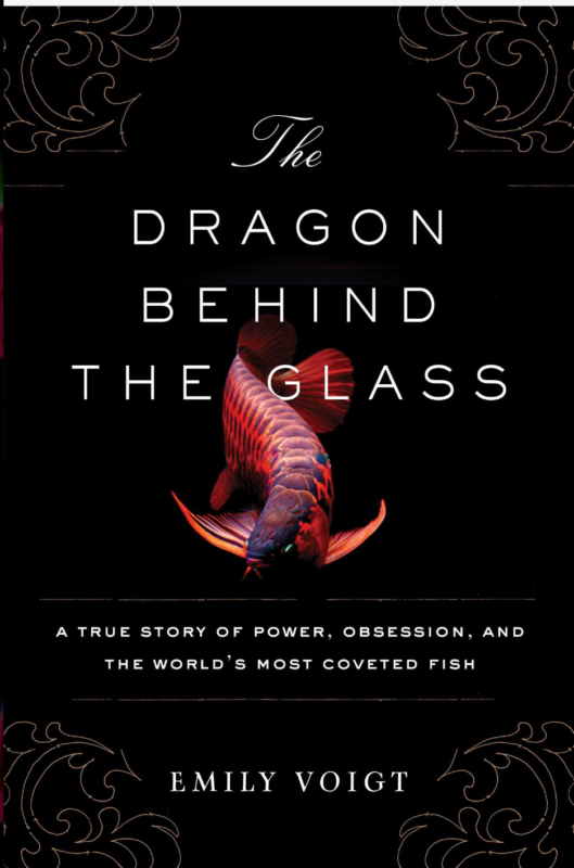 Dragon Behind the Glass
